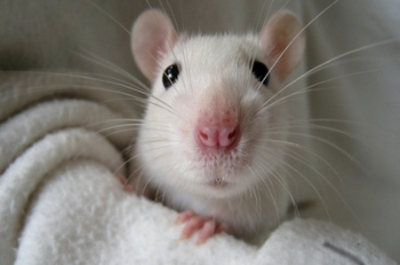 Animal testing mice