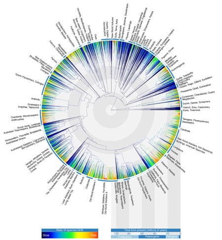 Avian Tree of Life infographic