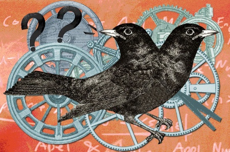 Blackbirds illustration