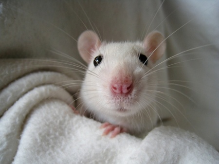 Animal testing mice