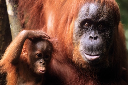 chantek the orangutan discussed in the text