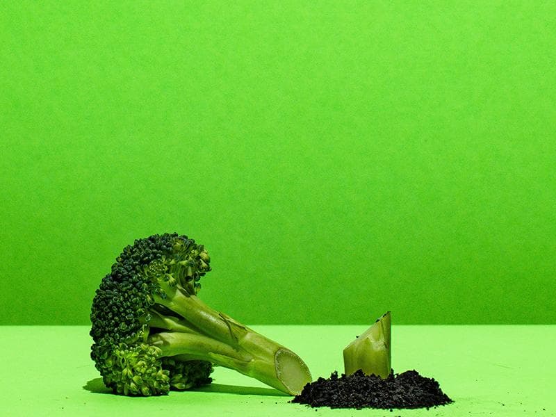 Stalk of broccoli cut down, illustrating responsibility for staff well-being