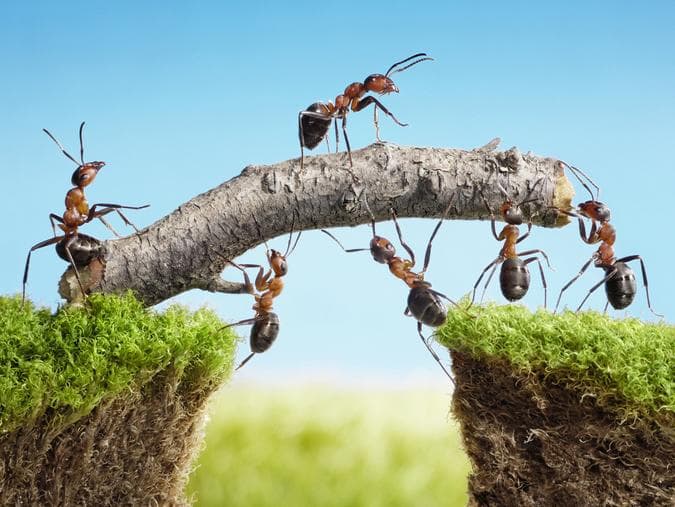 Ants building a bridge