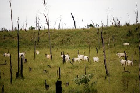 Deforested rainforest now used for cattle farming