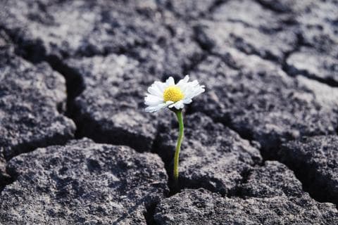 Daisy flower representing resilience among university students
