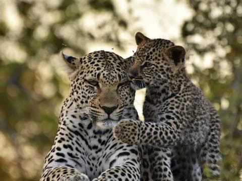 leopard and cub