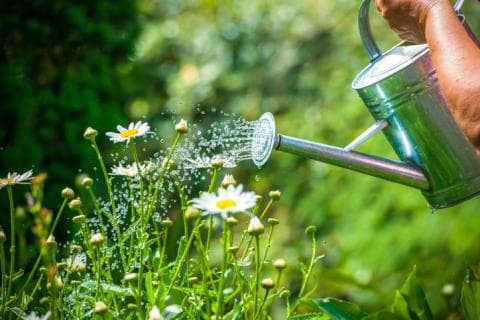 Watering can with daisies
