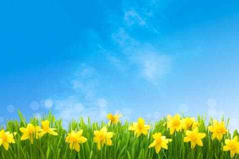 Daffodils under blue sky