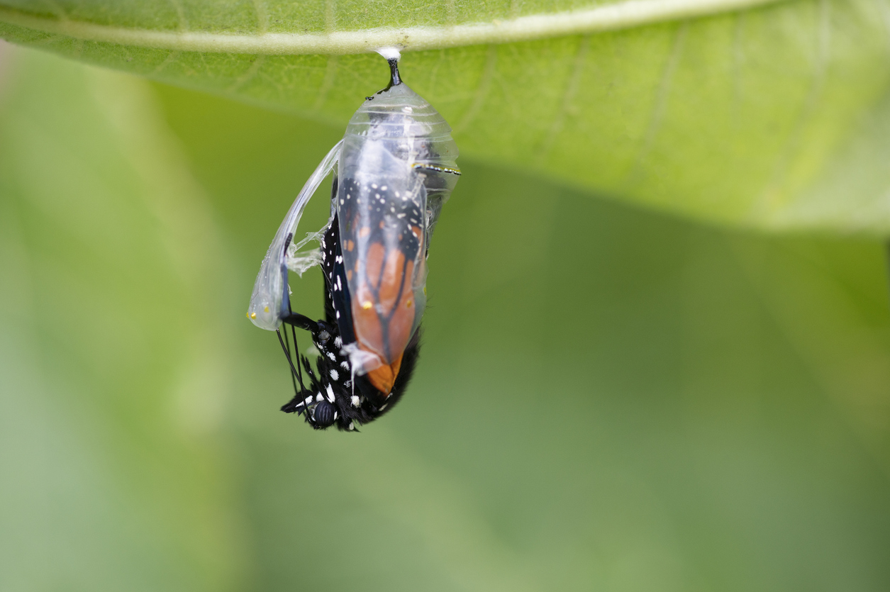 Butterfly emerging from crysalis