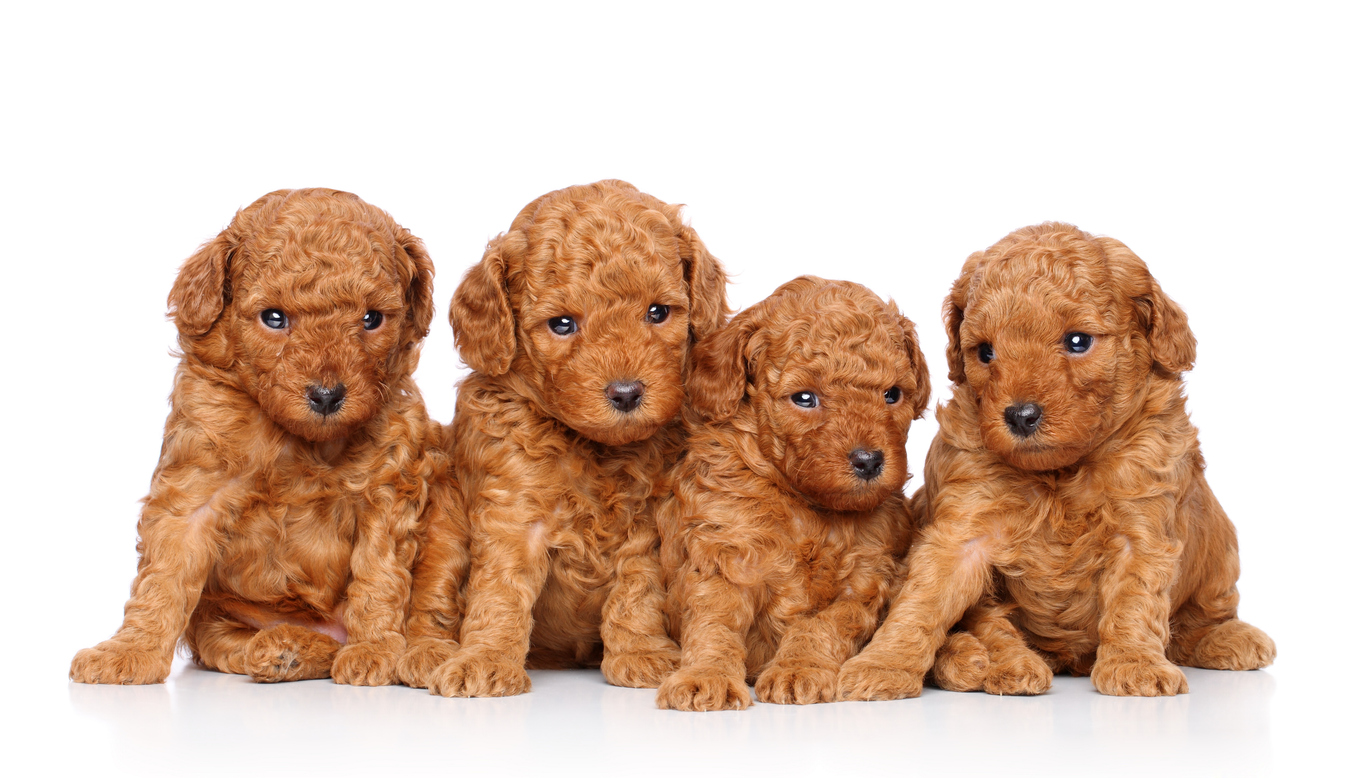 Four cute puppies