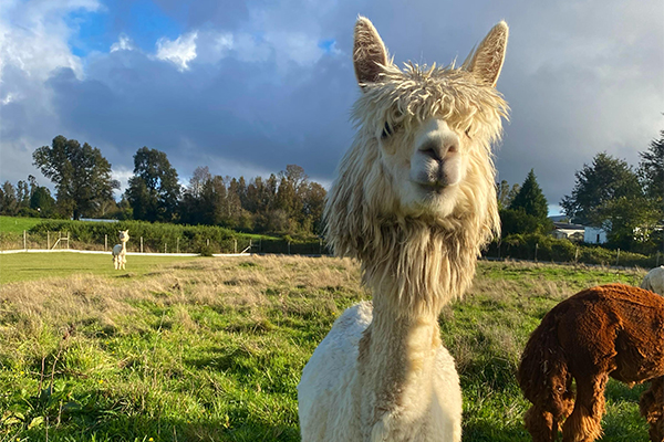 Alpaca