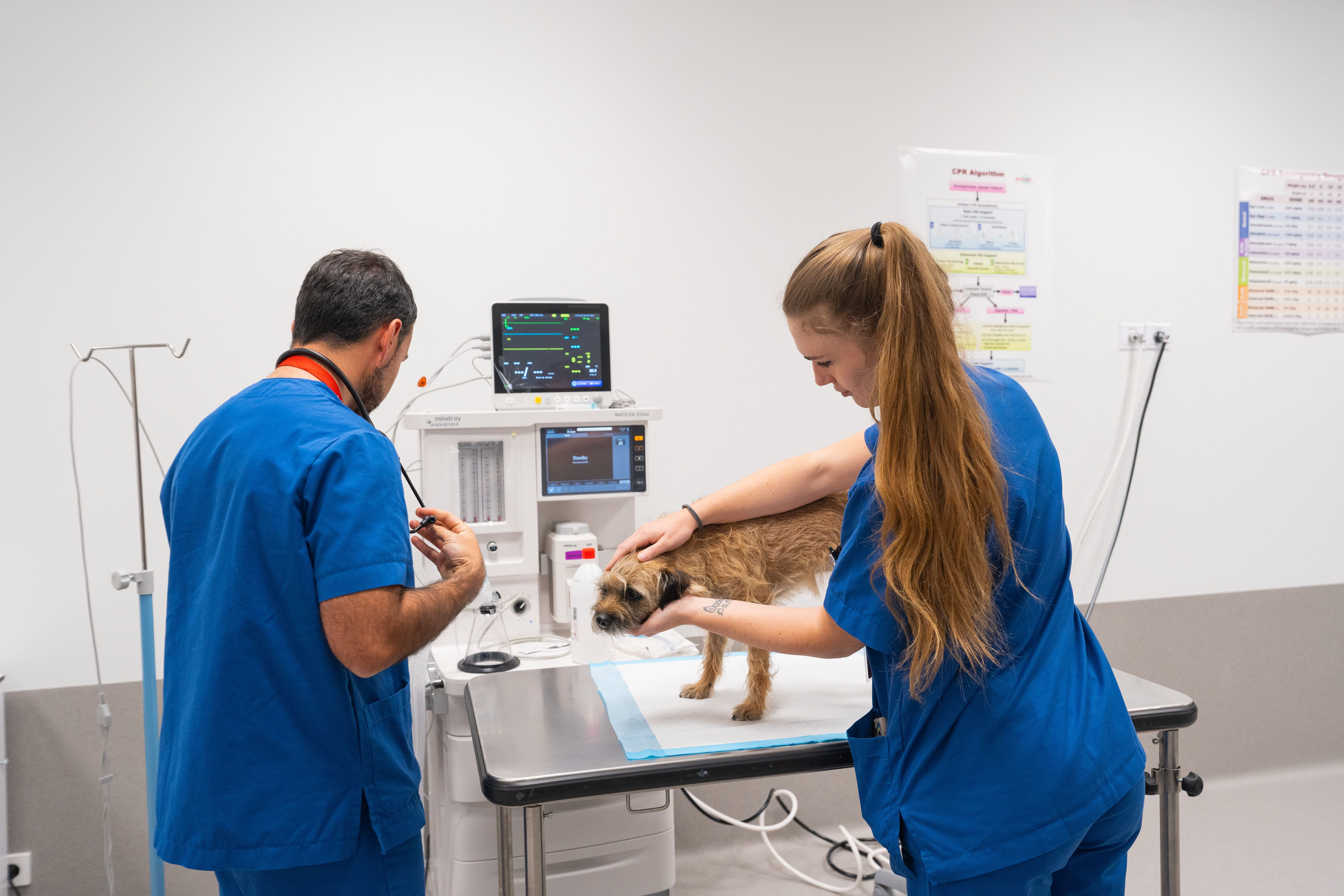 Two veterinary-science students examine a dog
