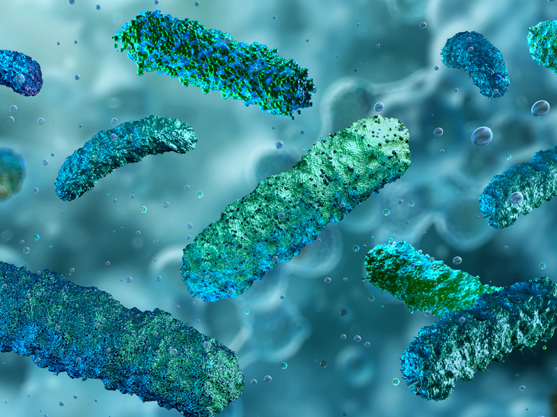 Gut bacteria