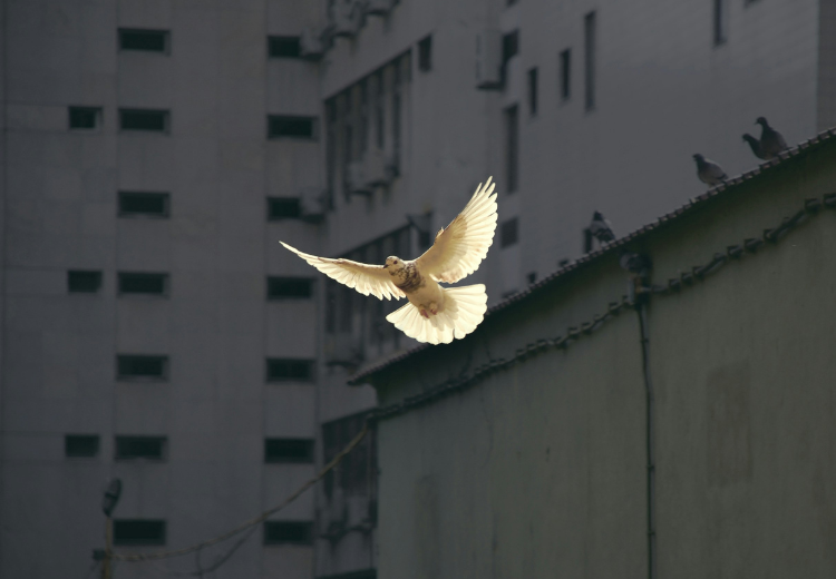 Dove flying in front of high rise building