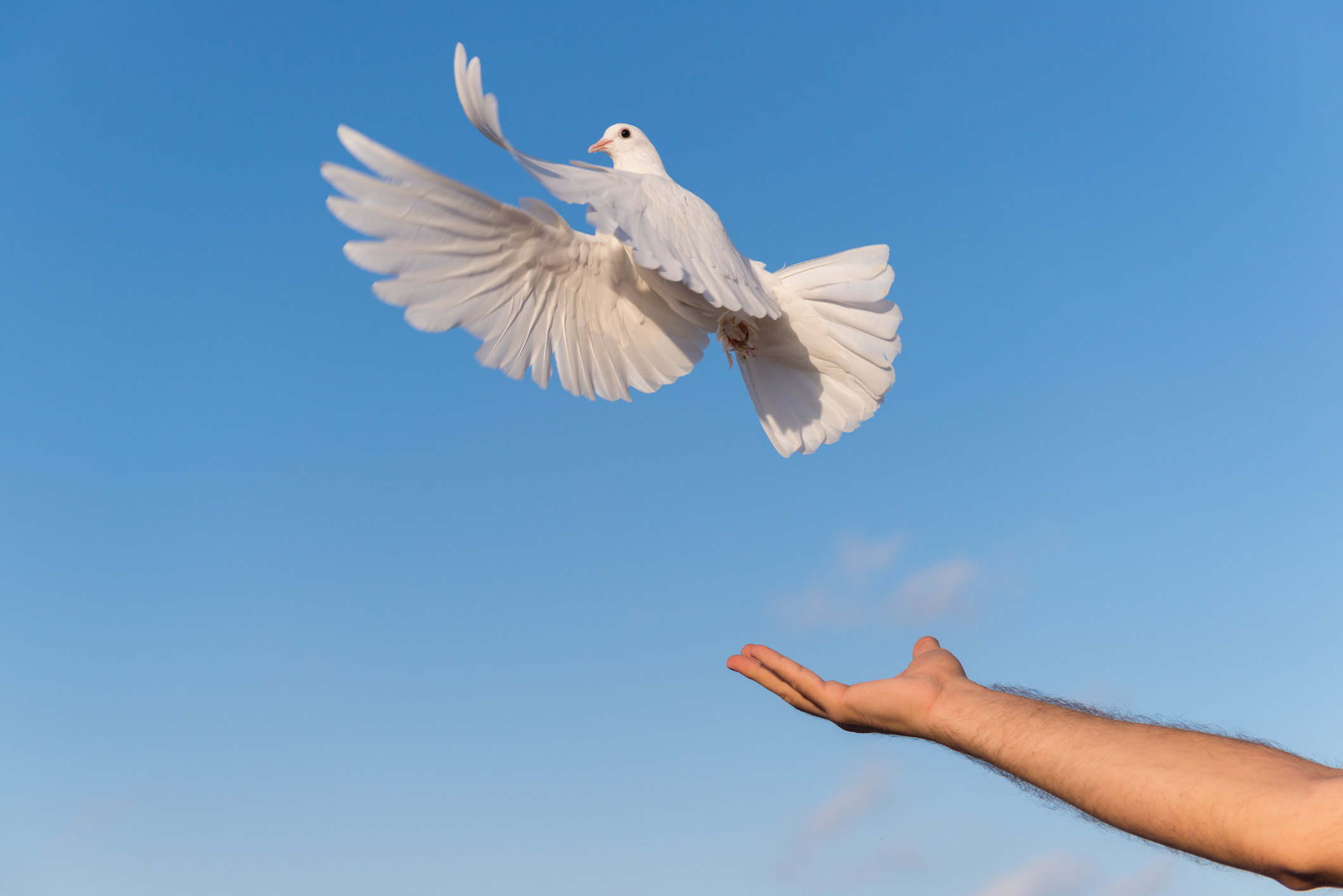 Person releasing dove into the air