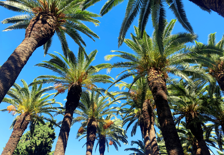Date palm trees