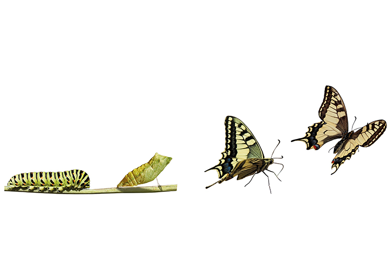 Butterfly emerging from cocoon