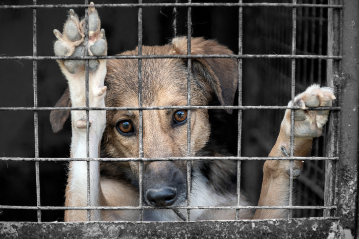 A caged dog, illustrating university capture