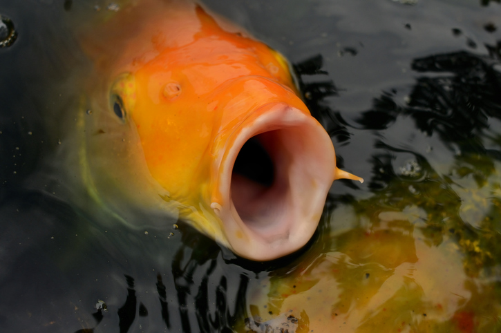 A carp with its mouth wide open, symbolising toothless free speech laws