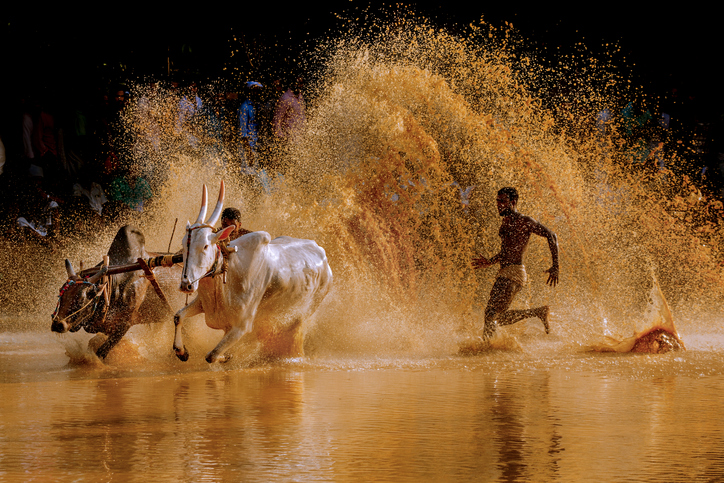 A cattle race in Kerala