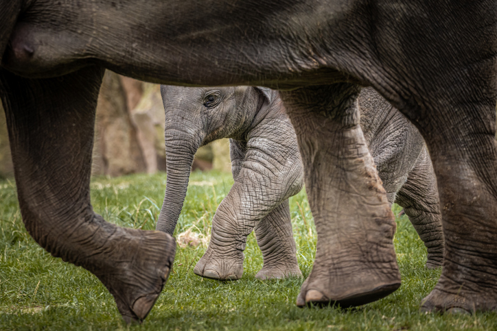 A small element beneath a large elephant