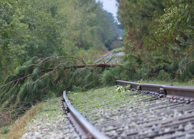 A tree fallen across a railways line
