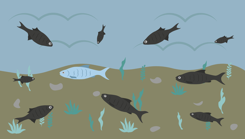 A fish is stared at by all the others, symbolising overseas academics