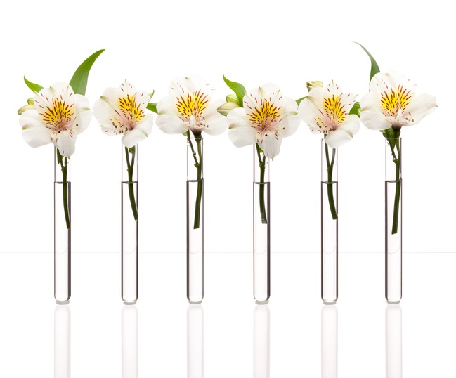 Flowers in a test tube