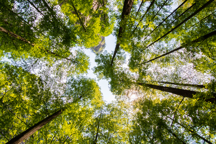 Looking upward in a forest
