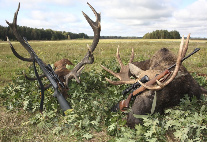 Hunting trophies of elk and deer with weapons after the hunt, symbolising the pursuit of large grants