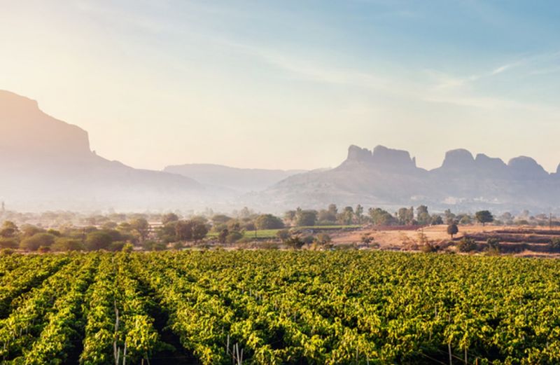 Indian vineyards