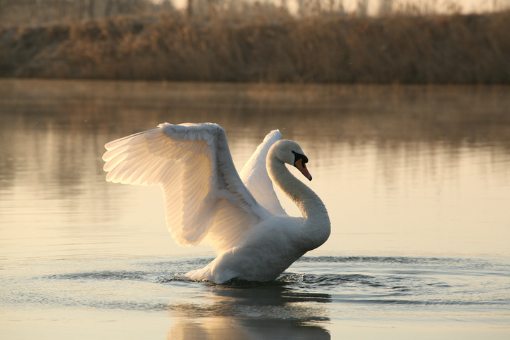Spreading wings
