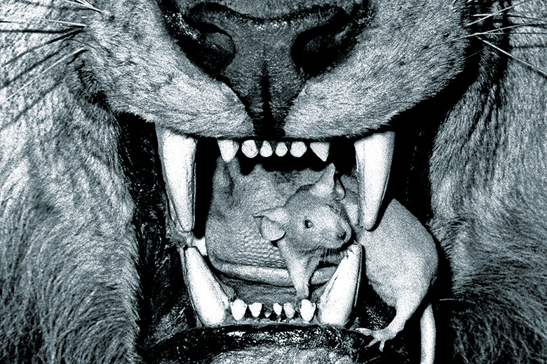 Mouse in a lion’s mouth