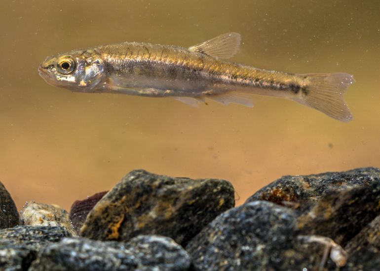 A Eurasian minnow