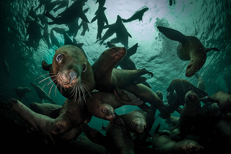 Seals