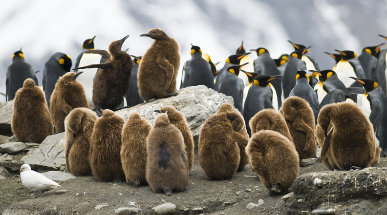 Juvenile penguins huddling
