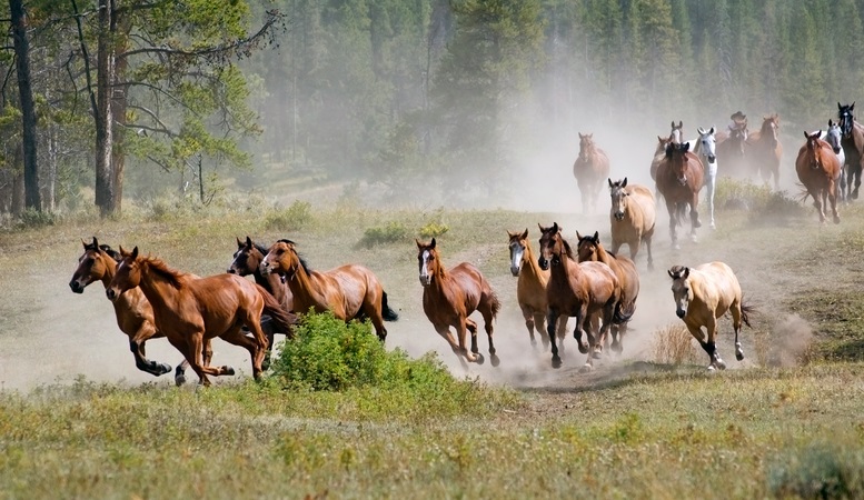 A stampede of horses illustrating article about shift to regional Australian universities