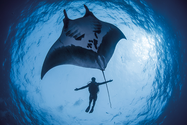 Diver with Manta ray