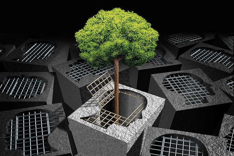 tree breaking out of cage