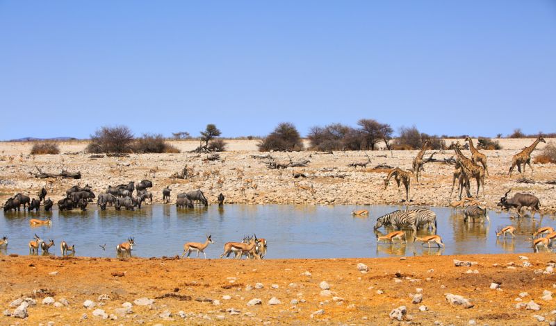 watering hole
