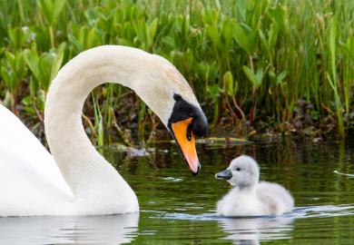 Swan and cygnet, looking at one another