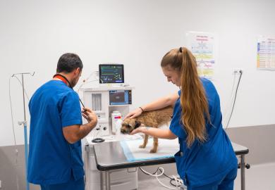Two veterinary-science students examine a dog