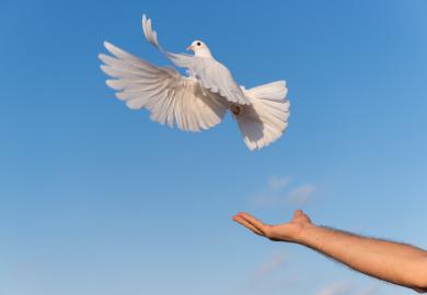 Person releasing dove into the air