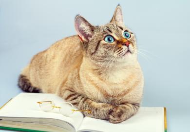 Cat, feline