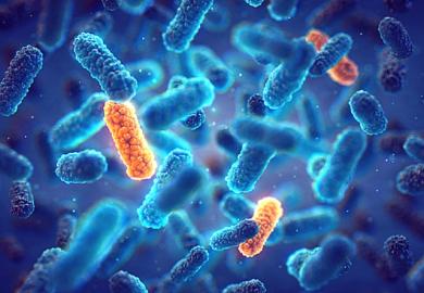 Bacteria