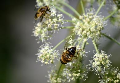 Bees pollinate a flower