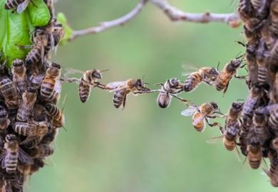 Trust in teamwork of bees bridging two bee swarm parts