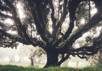 Big tree