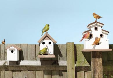 bird-houses