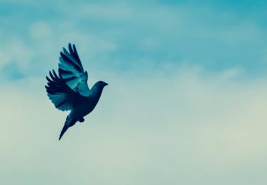 Bird flying freely